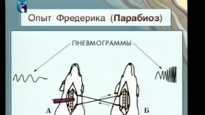 Функциональные системы организма. Лекция 2. Системы дыхания и питания