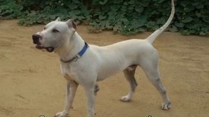 Гуль донг (пакистанский бульдог): описание породы собак