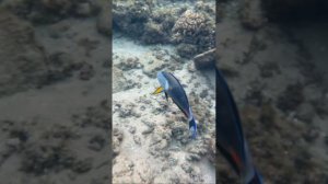 Шарм эль Шейх. Рыба Аравийский хирург защищает свою территорию.