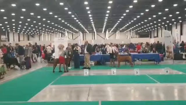 Международная выставка собак (CACIB – FCI-RKF) 2 день (5 мая) смотреть онлайн