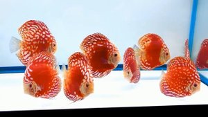 Дискусы красная панда аквариумные рыбы