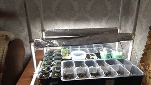 ПОДСВЕТКА ДЛЯ РАССАДЫ ИЗ ПЛАСТИКОВЫХ ТРУБ