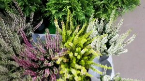 ?ЛЕРУА МЕРЛЕН & АШАН⚘ОБЗОР ЦВЕТОЧКОВ