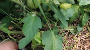 ЮЛИЯ МИНЯЕВА: ТЕПЛИЦА С ТОМАТАМИ. ОБЗОР СОРТОВ. 05.08.20 (часть 2)