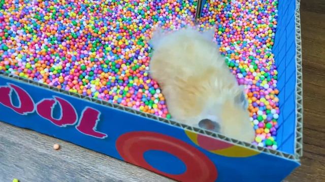 Соревнования для хомяков в бассейне | Плавающие грызуны смотреть онлайн