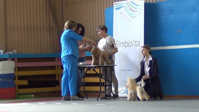 10.  3072022 г.Касли. Моно пуделей. Рут Экселленс Женева