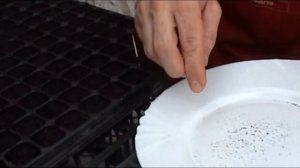 Самый удобный способ посева мелких семян!!