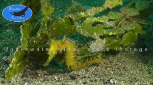 0438_yellow thorny seahorse, 4k underwater video stock footage