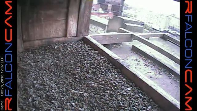 Camera 3 - 10/28/18 смотреть онлайн