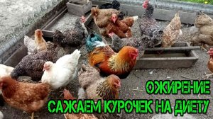 ОЖИРЕНИЕ САЖАЕМ КУРОЧЕК НА ДИЕТУ