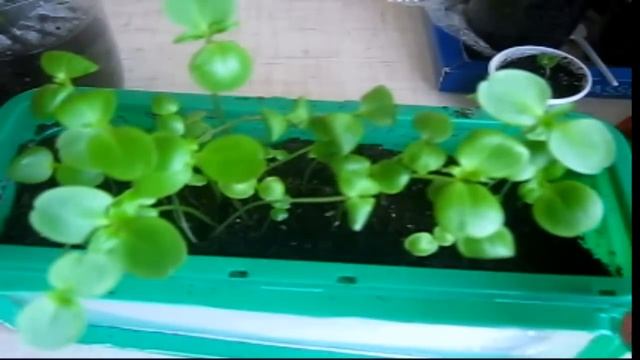 Китайские семена. Что выросло из китайских семян. смотреть онлайн