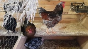 Ливенские ситцевые снесли первое яйцо,вес яйца.Продам Павловских(золото) и Барневельдер серебро.