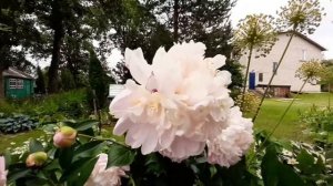 Пион ЛЕДИ КЕЙТ / Paeonia LADY KATE - ОБЗОР, ОПИСАНИЕ, ЦВЕТЕНИЕ, ОТЗЫВ