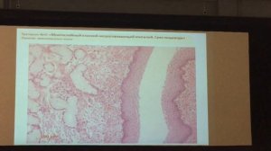 Гистология. Лекция к препаратам. 1 семестр