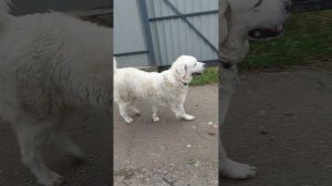 Герда на прогулке. польская подгалянская овчарка.