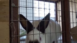 Окролы и гнёзда калифорнийских и бургундских кроликов ЛПХ Моряк