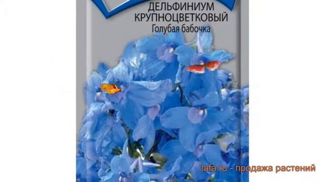 Дельфиниум крупноцветковый Голубая бабочка ? обзор: как сажать, семена дельфиниума Голубая бабочка смотреть онлайн