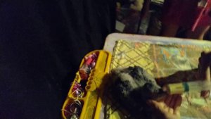 Милейшие кадры. Первое кормление птенца попугая Жако дома.