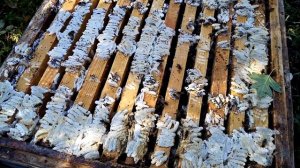 Восковая моль на пасеке!