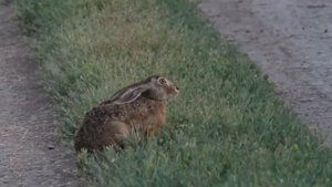 Заяц-русак летом