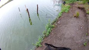 2.08.19 станица Мелиховская.Ловля амура.