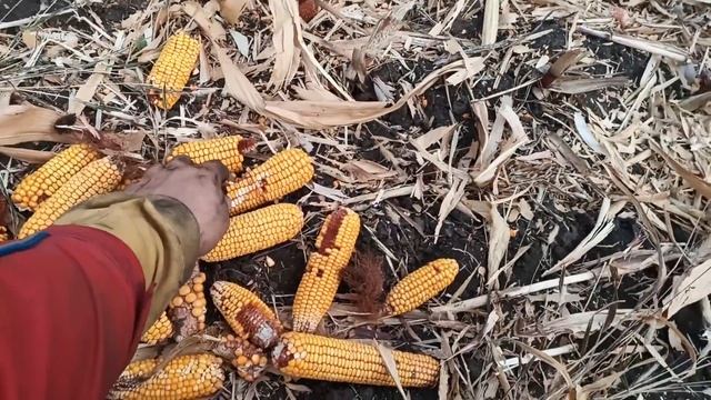 Кукурузоуборочный комбайн для мотоблока в действии - corn tiller mini harvester in action