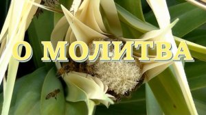 О, молитва, о, молитва  | |  Христианские песни  | |