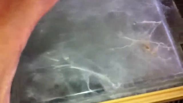 Cyriopagopus schioedtei Опасный птицеед смотреть онлайн