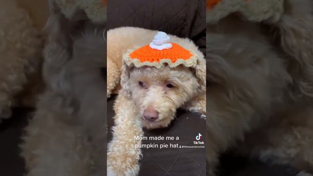 Dog model. Copper love’s his new hat. #dogmodel #cutedog #crochet #hat