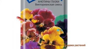 Анютины глазки обыкновенная Викторианская ? обзор: как сажать, семена анютины глазки Викторианская