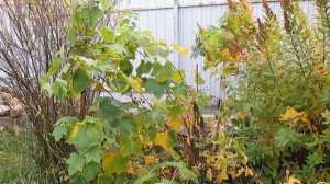 Малиноклён. Как правильно обрезать осенью..  Готовим к зиме