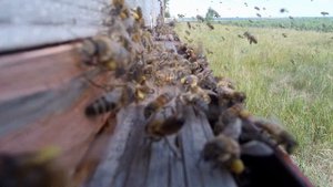 Крупный план как работают пчёлы. 4к формат + запись звука. Это наши чудесные пчёлы