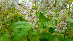 Шалфей мускатный  Salvia sclarea
