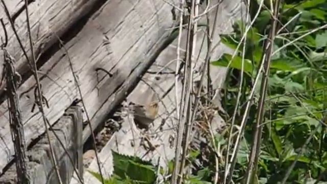 Серая славка 2009 смотреть онлайн