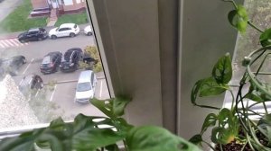 Монстеры с дырочками на листьях: Манки Маск и Рафидофора.