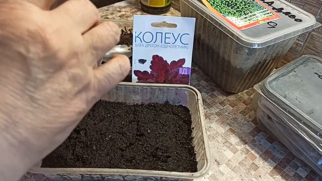 ПОСЕЯЛА НОВЫЕ ЦВЕТЫ ??? ПЕРВАЯ ПОДКОРМКА ВСХОДОВ?? ЭТО ЧЬЯ ТАМ ЛАПКА?