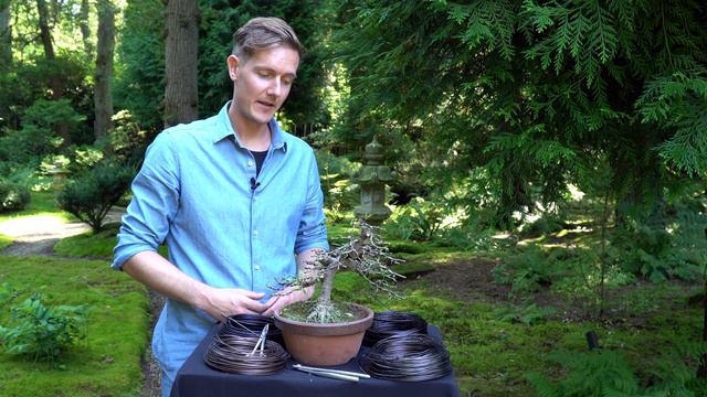 Making a Jasmin Bonsai tree смотреть онлайн