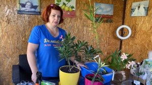 Не получилась прививка -  переделать! прививаю Олеандр