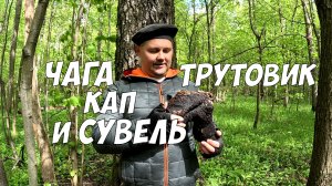 Чага берёзовая - как отличить от трутовика, сувеля и капа?