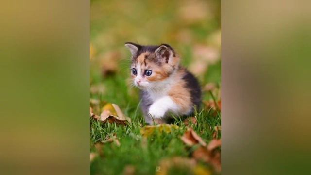 Фото милых домашних животных под музыку