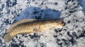 рыба змееголов