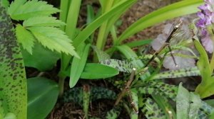 Пальчатокоренник Фукса (Dactylorhiza fuchsii), Пятнистый (maculata) и мясо-красный (incarnata)