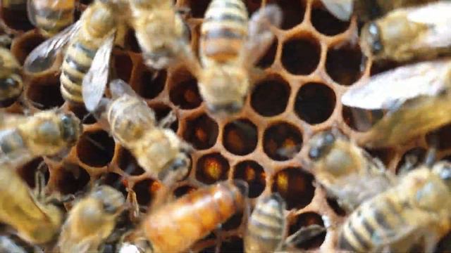 Мёд акации 2021. Метим маток Кордован. смотреть онлайн