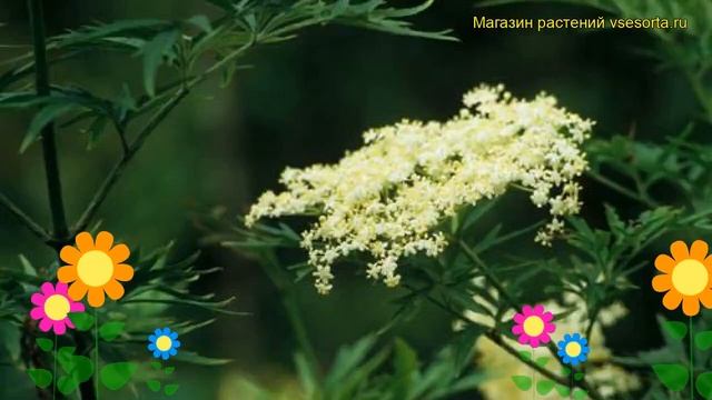 Бузина черная Лациниата. Краткий обзор, описание характеристик sambucus nigra Laciniata смотреть онлайн