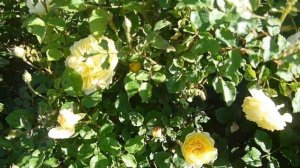 Роза Boscobel и другие. Сад из роз.