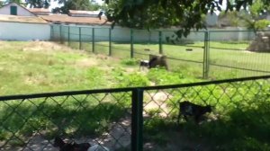 Заповедник Аскания-Нова 2021