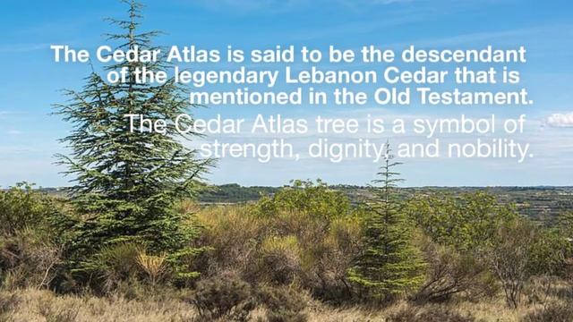 Cedar Atlas: Cedrus atlantica смотреть онлайн