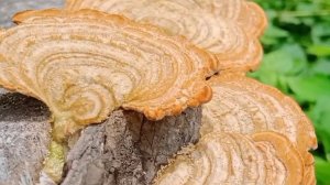 Stereum ostrea aka false turkey-tail Fungus