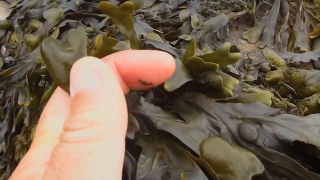 функциональное питание из водоросли фукуса- "ФукоФарэн" смотреть онлайн