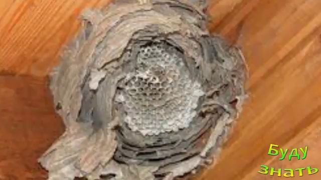 Как аккуратно отделаться от ОСИНОГО гнезда смотреть онлайн